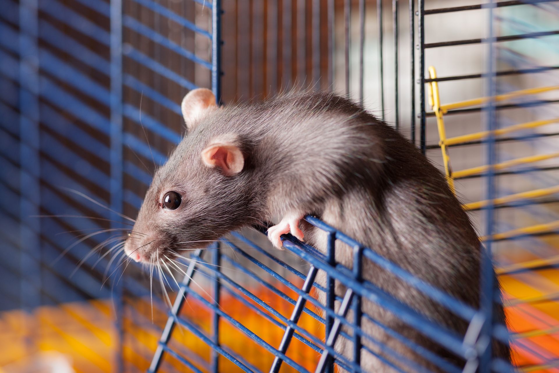 A grey rat peers over the side of a blue wire cage, holding onto the bars with one small paw. A grey rat peers over the side of a blue wire cage, holding onto the bars with one small paw.