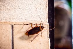 A brown cockroach with long antennae crawling on a light-colored tiled wall. A brown cockroach with long antennae crawling on a light-colored tiled wall.