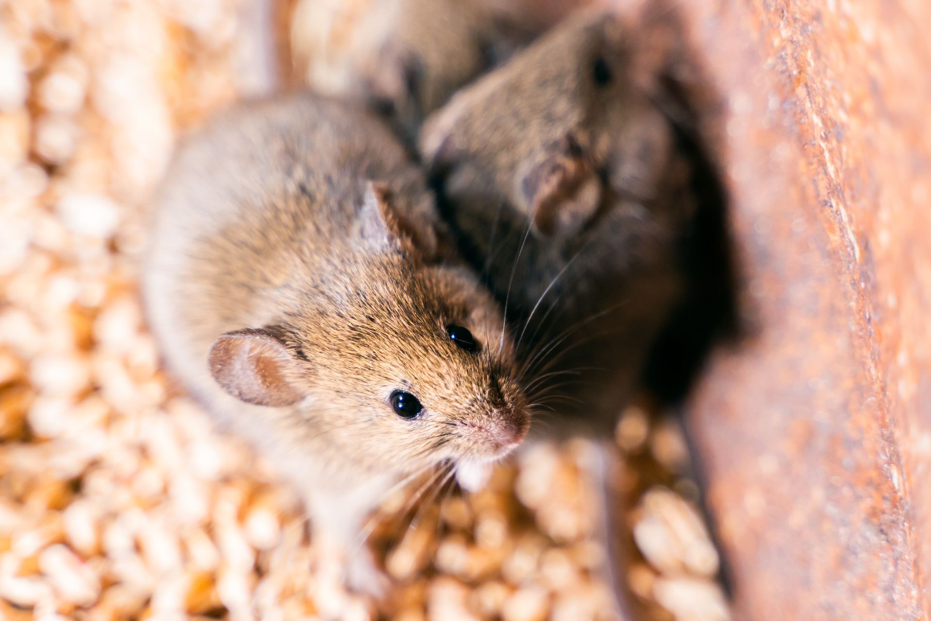 Two brown mice nestled together in a bed of wood shavings, looking upward. Two brown mice nestled together in a bed of wood shavings, looking upward.