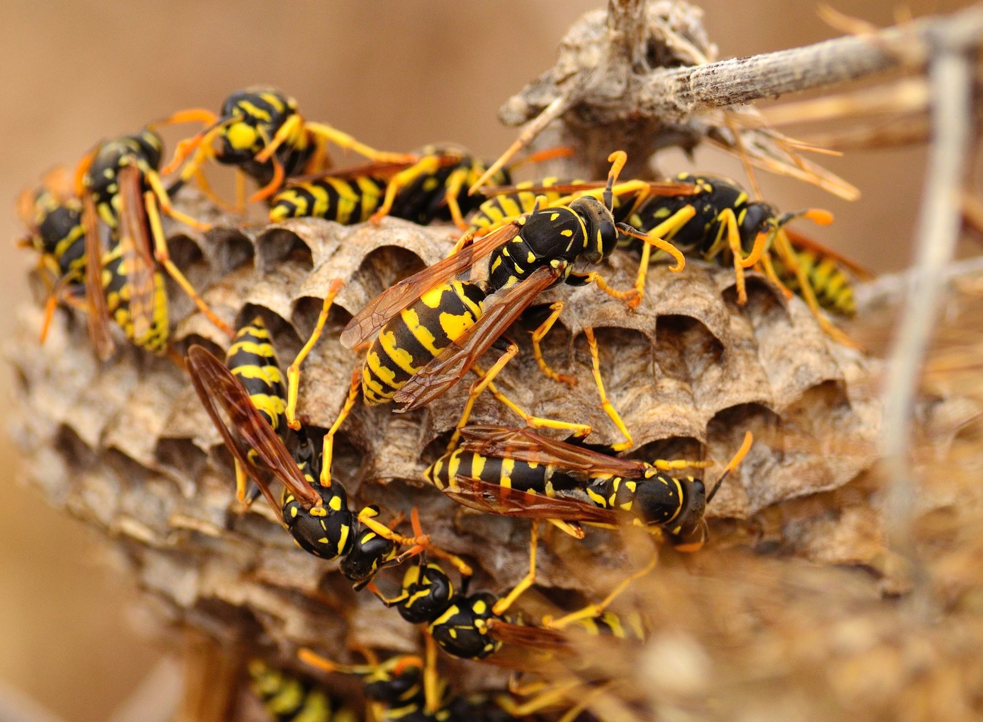 A cluster of yellow and black paper wasps tending to a papery, hexagonal nest attached to a dry plant stem. A cluster of yellow and black paper wasps tending to a papery, hexagonal nest attached to a dry plant stem.