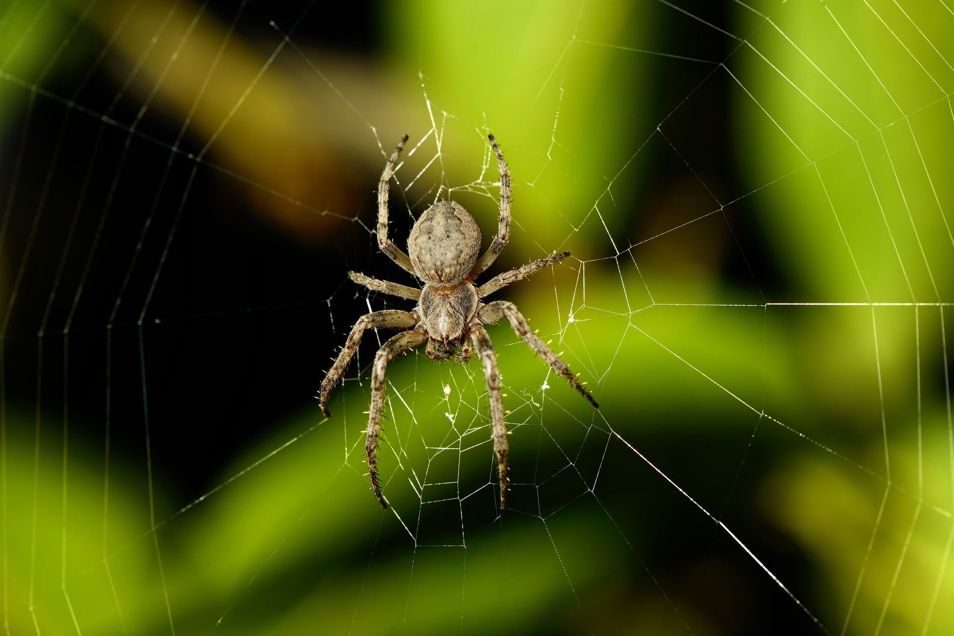 A brown garden spider sits in the center of its web against a blurred green and black background. A brown garden spider sits in the center of its web against a blurred green and black background.