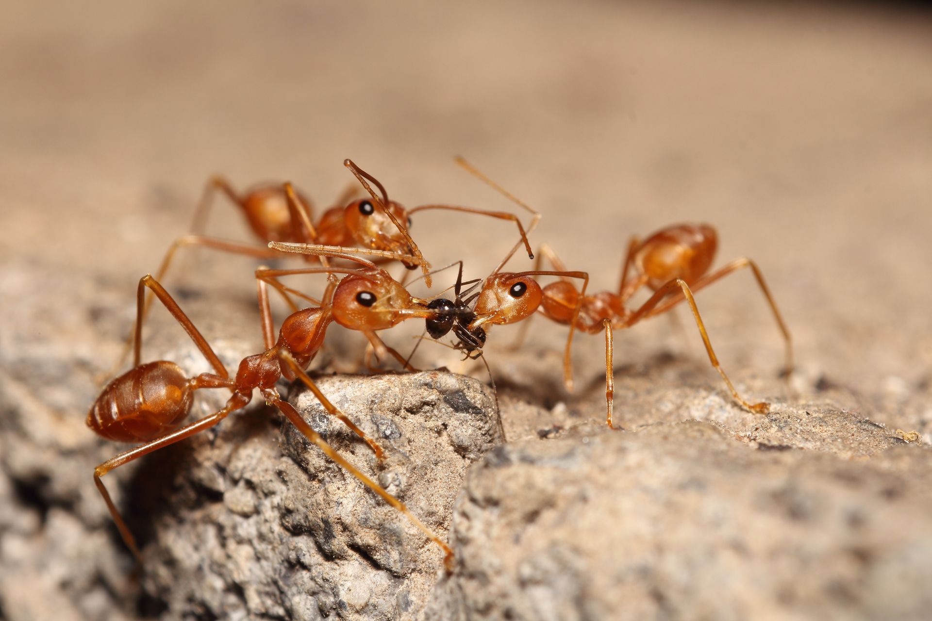 Three orange weaver ants cluster together on a rough, grey stone surface, interacting with a small dark object. Three orange weaver ants cluster together on a rough, grey stone surface, interacting with a small dark object.