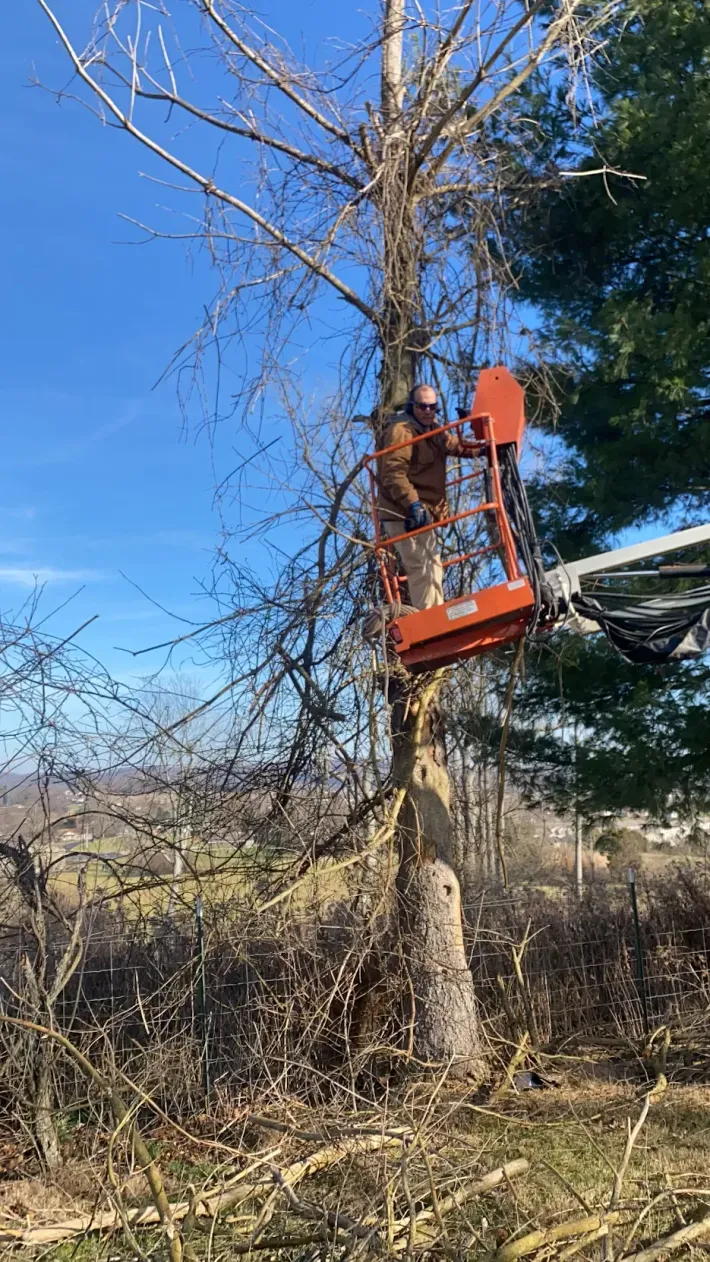 Professional Tree Services in Kentucky