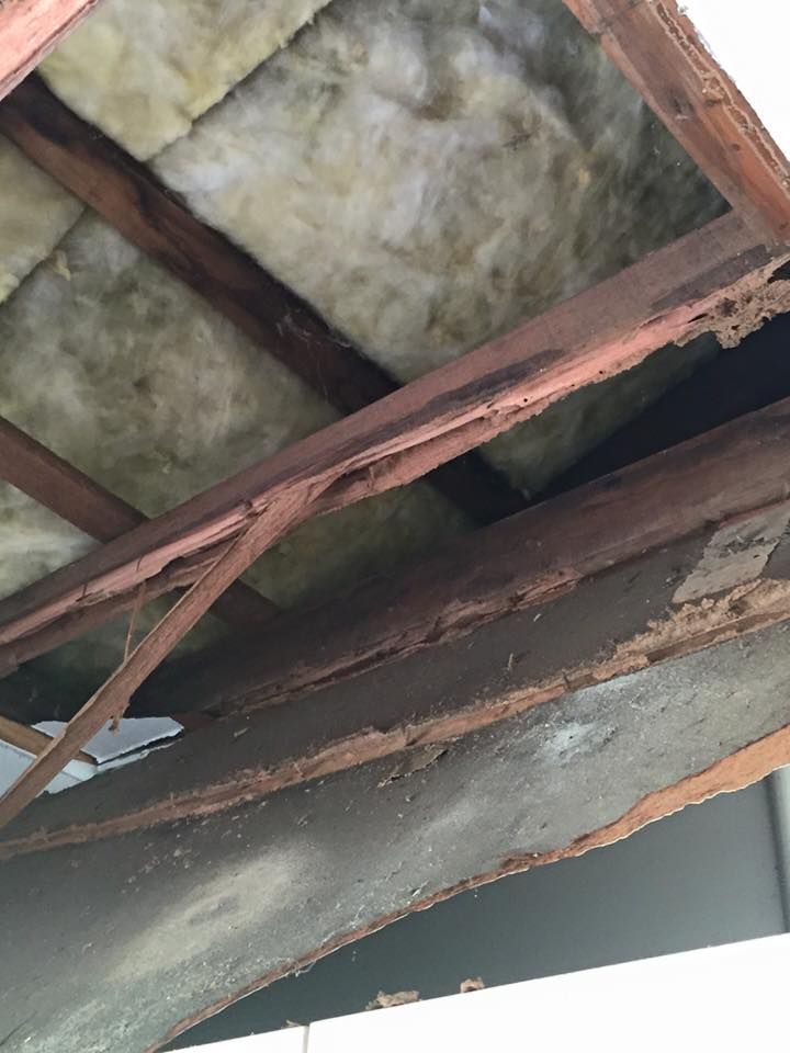 Two Termites Are Crawling Out Of A Hole In A Piece Of Wood  — Arafura Pest Control Darwin In Yarrawonga, NT