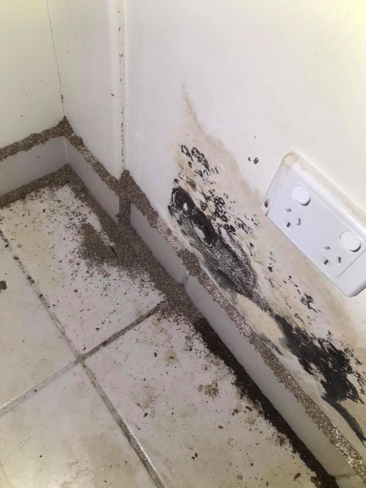 Debris and Stains on a Wall Corner Near a Power Outlet, Indicating a Pest Activity