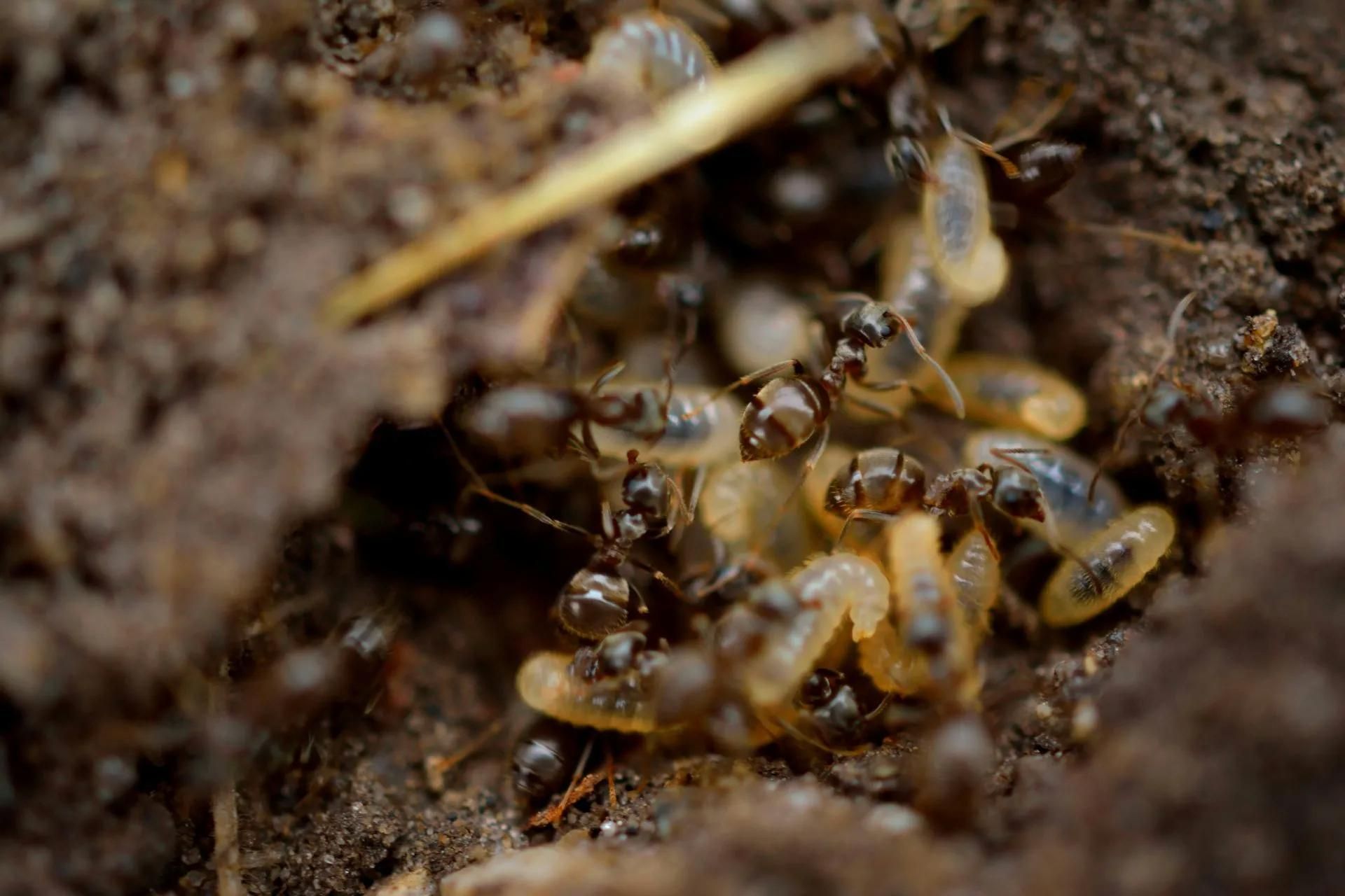 Ant Colony Infestation Requiring Pest Control In Kununurra