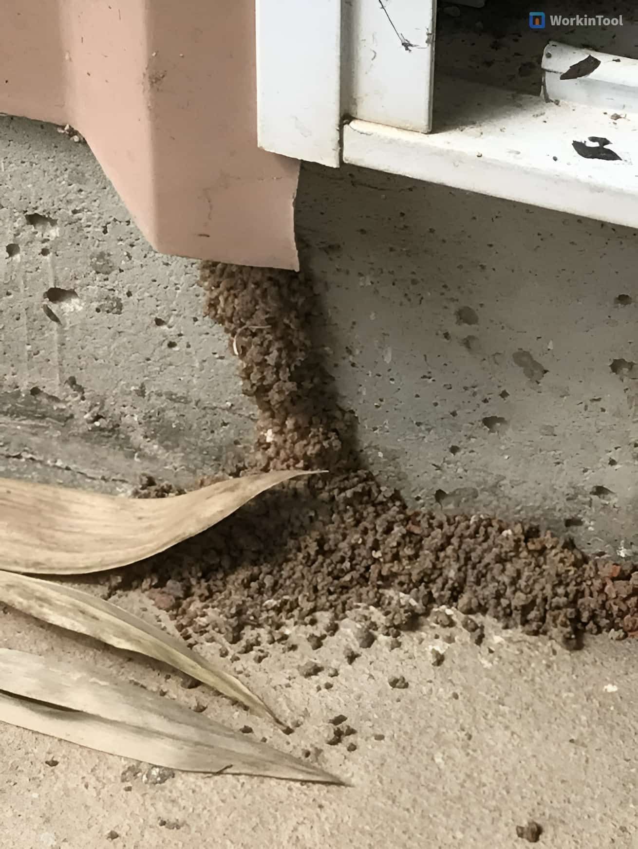 Close-up of a mound of soil or mud particles piled against the corner of a building’s exterior wall, likely created by small insects or ants, with dried leaves on the concrete ground nearby.