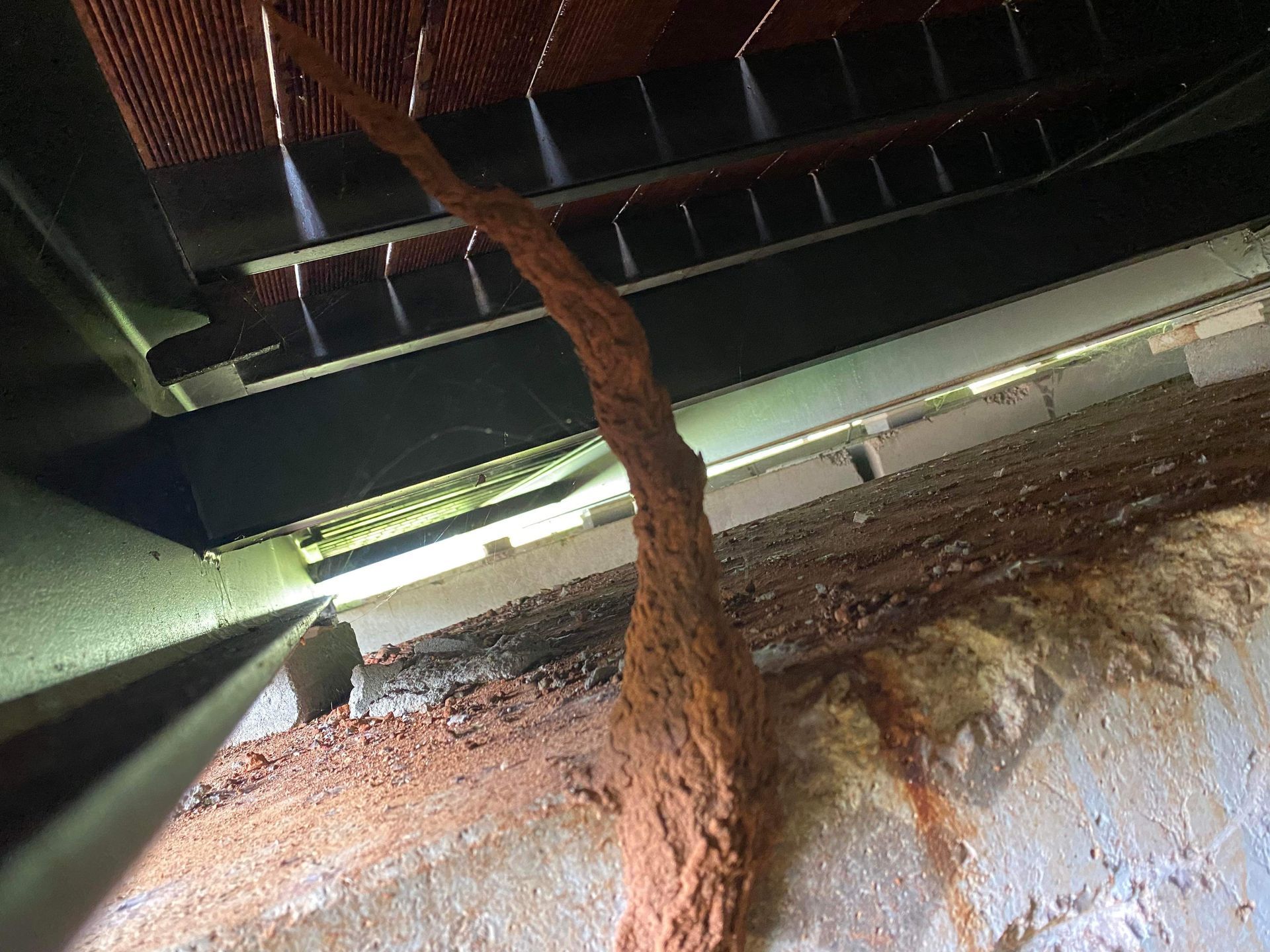 Two Bed Bugs Are Sitting On A Piece Of Furniture — Arafura Pest Control Darwin In Yarrawonga, NT