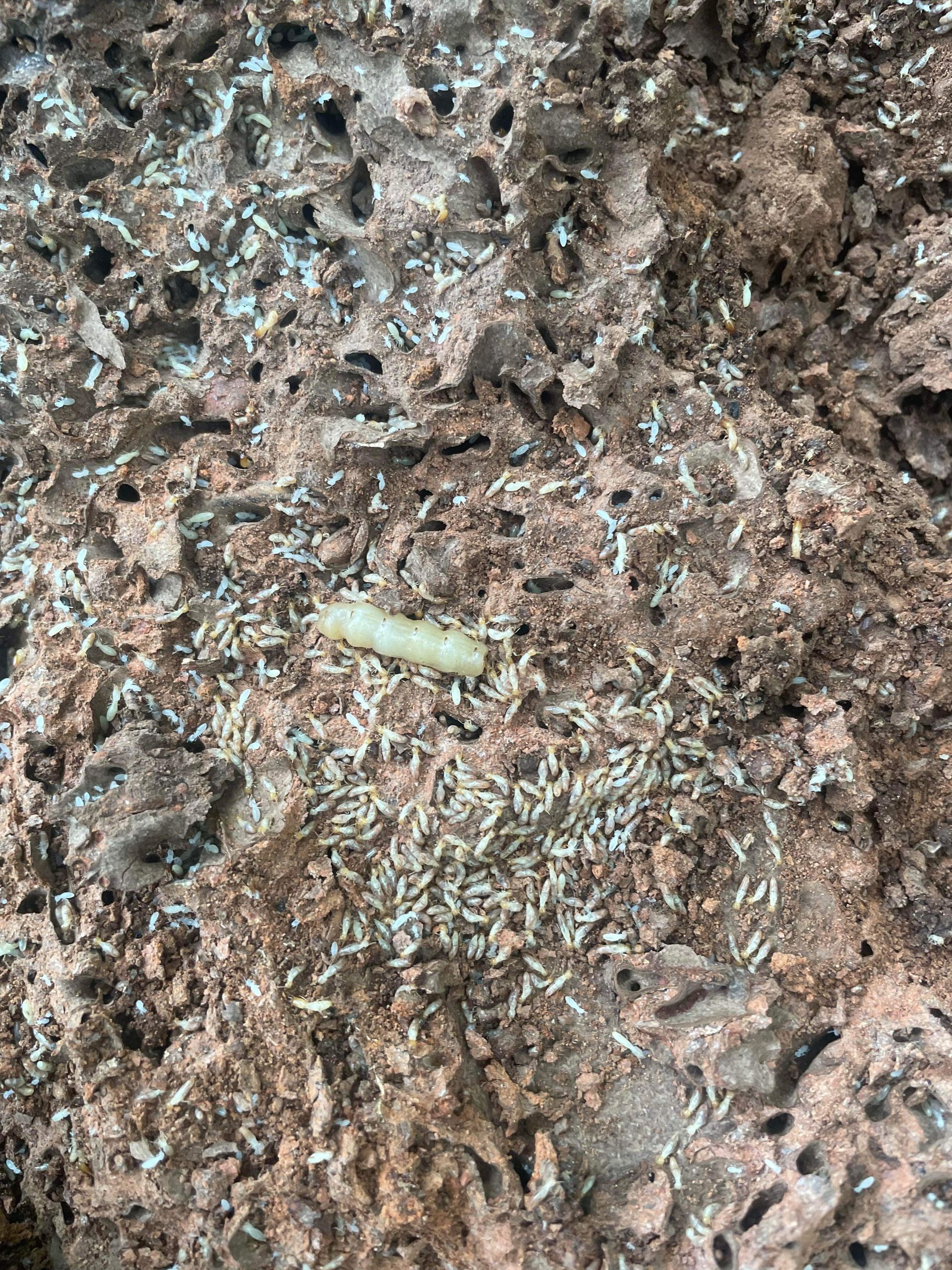 A close up of a worm in a pile of dirt.