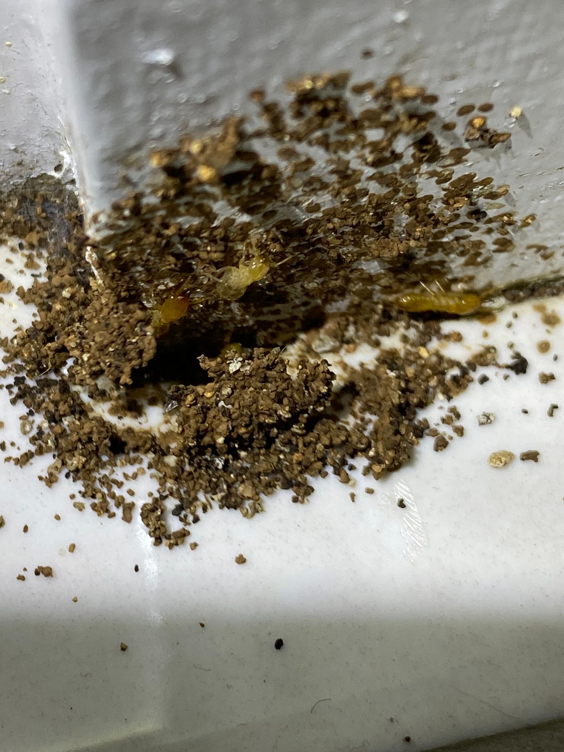 A close up of a pile of dirt on a white surface.