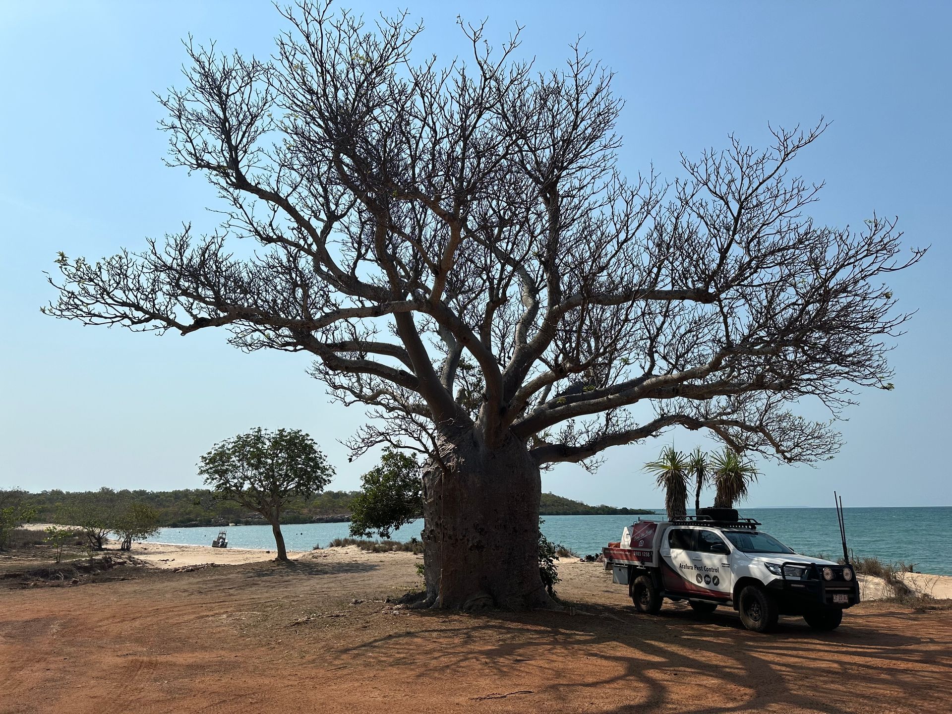 A truck is parked under a tree near the ocean
