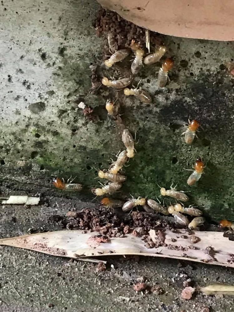 Termites Gathered on a Mossy Surface Near a Clay Pot — Arafura Pest Control Darwin In Yarrawonga, NT
