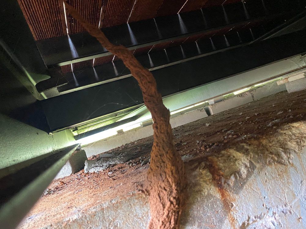 Wooden Beam with Pest Infestation