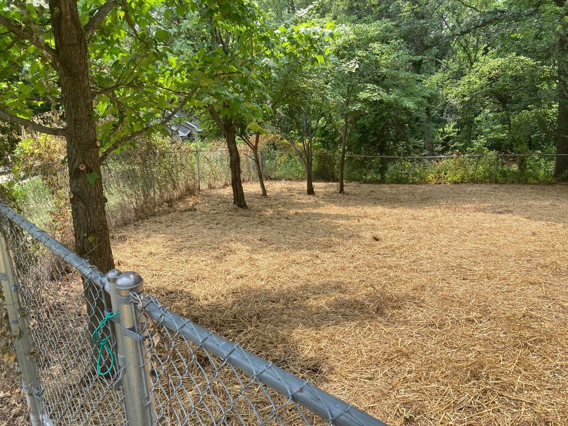 A fenced yard with wood chips, small trees, and a backdrop of leafy green trees.