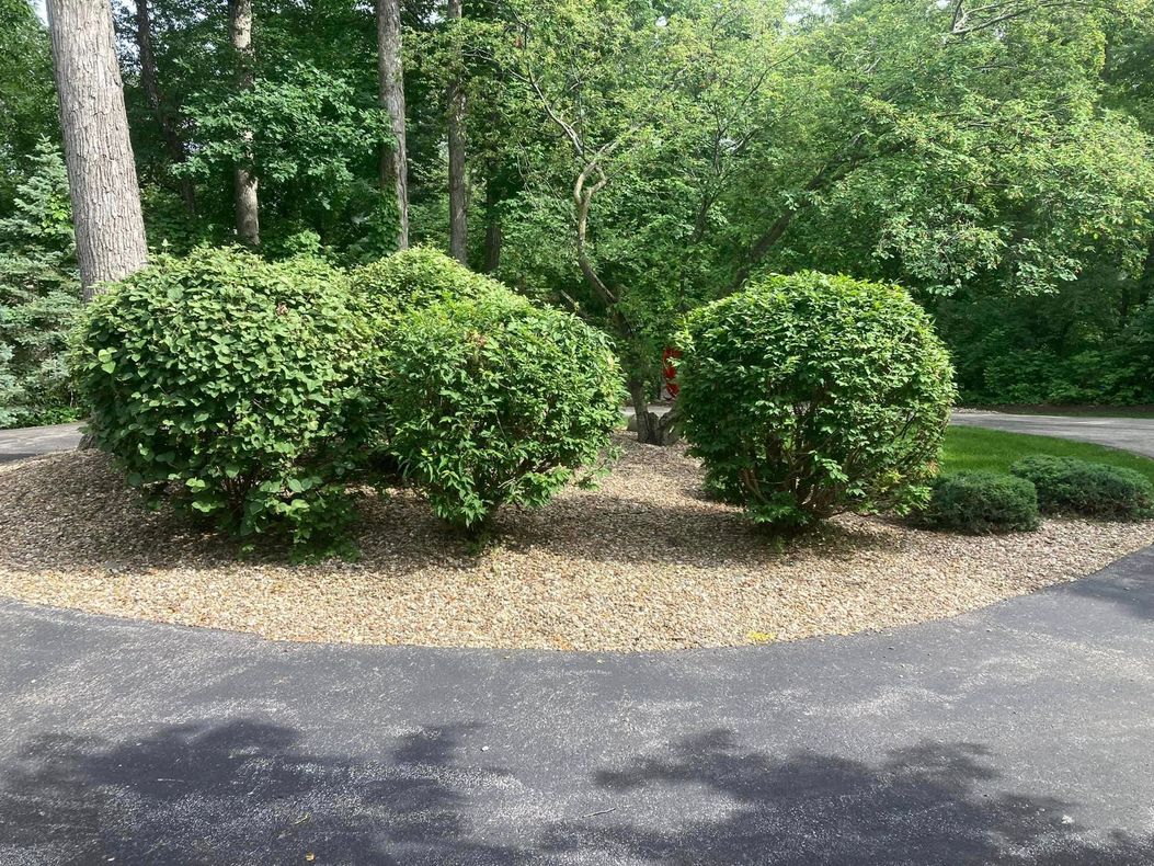 a garden filled with lots of trees and flowers