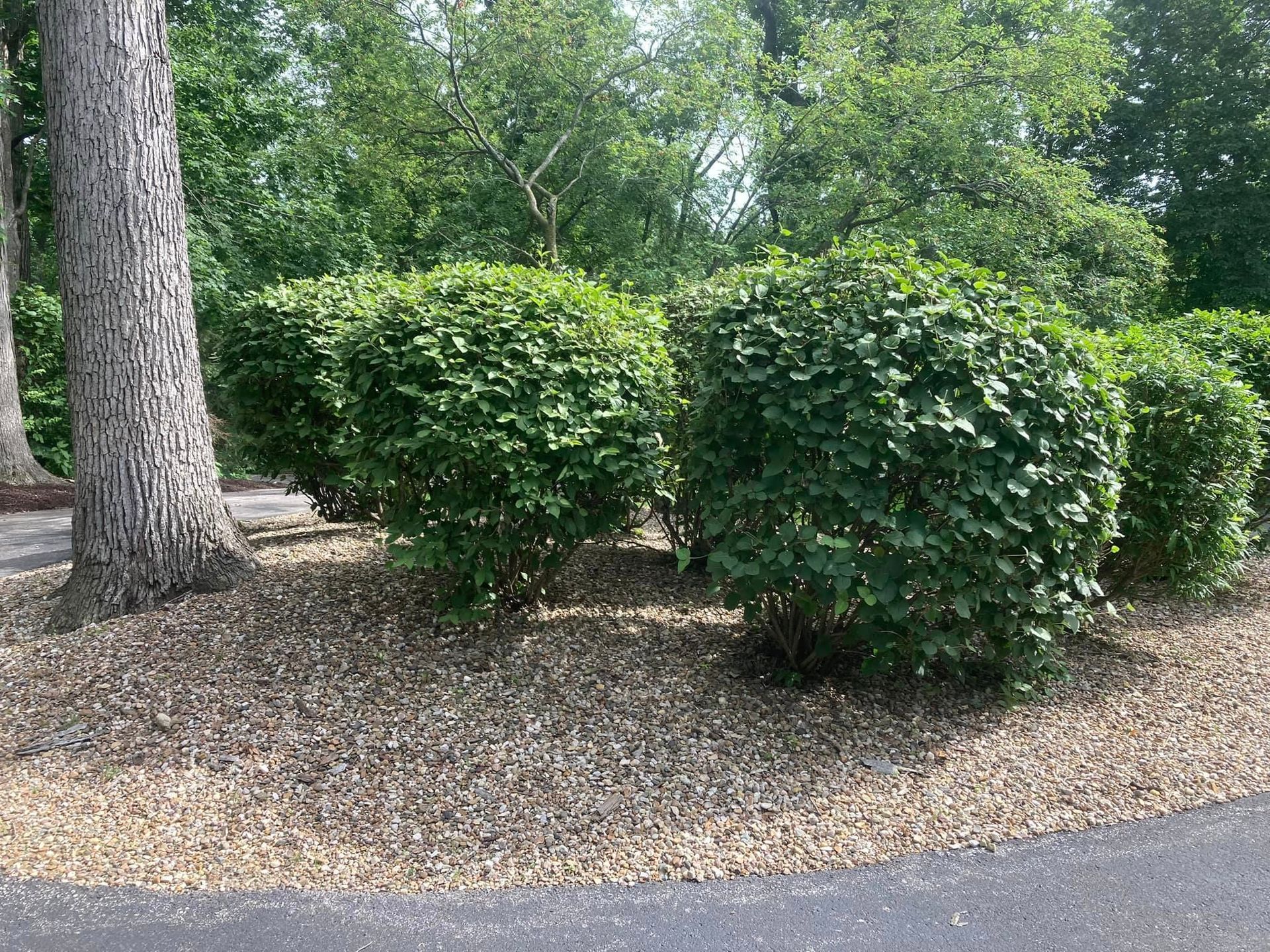 Several rounded green bushes surrounded by wood chips, next to a large tree and a paved area.