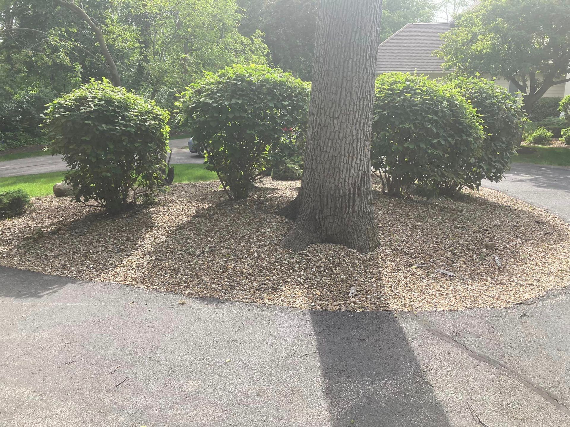 Tree surrounded by gravel and green bushes on a driveway.