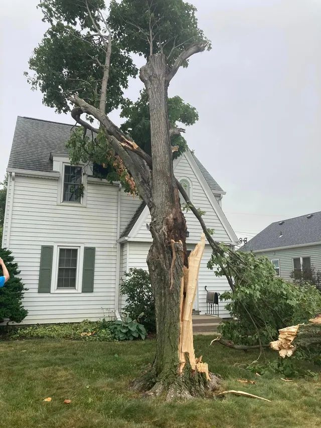 a tree that has fallen in front of a house