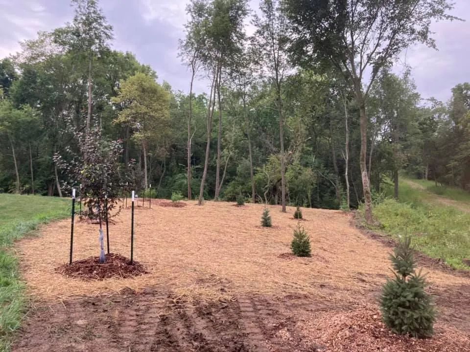 Trees and mulch in a clearing, with woods in the background. Cloudy sky.