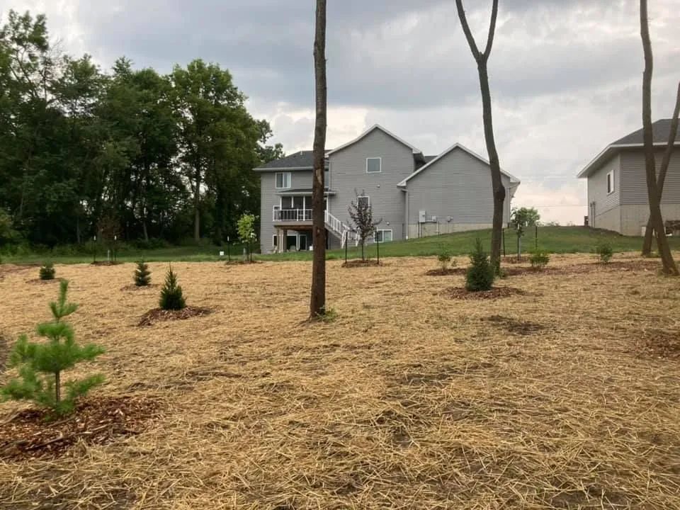 Newly planted saplings in a yard, covered in mulch, with houses in the background under a cloudy sky.