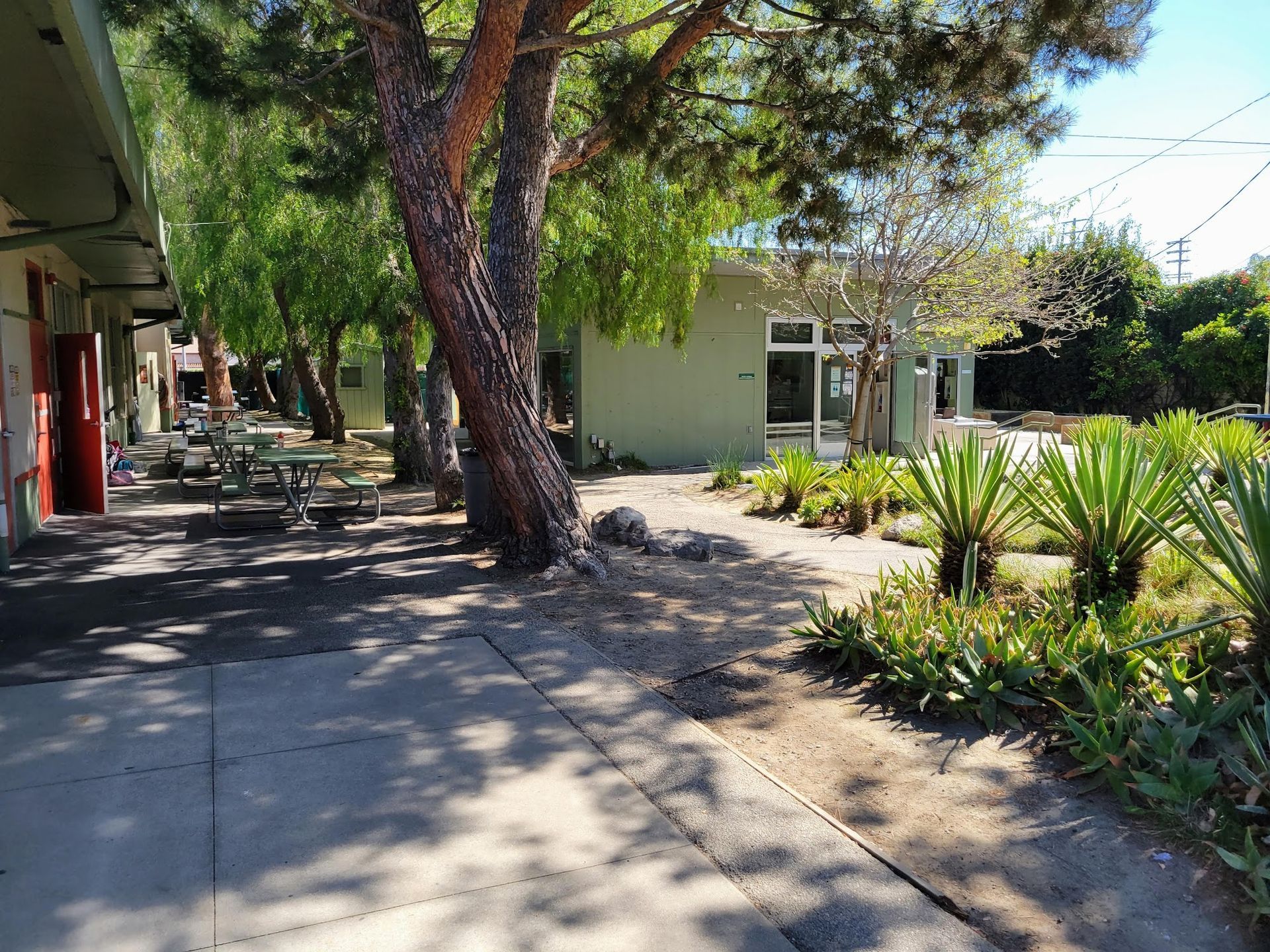 A sunny outdoor courtyard with a large pine tree, concrete pathways, green buildings, and lush landscape plants.