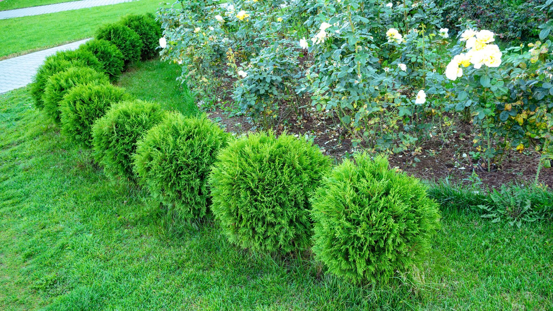 A row of green bushes in a garden next to a path.