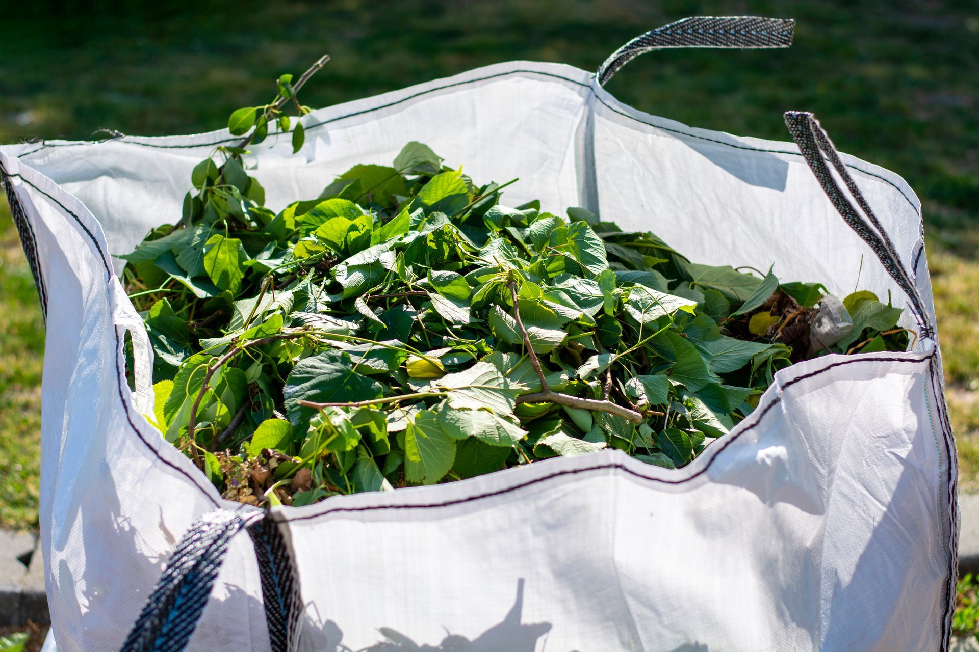 A white bag filled with green leaves and branches.
