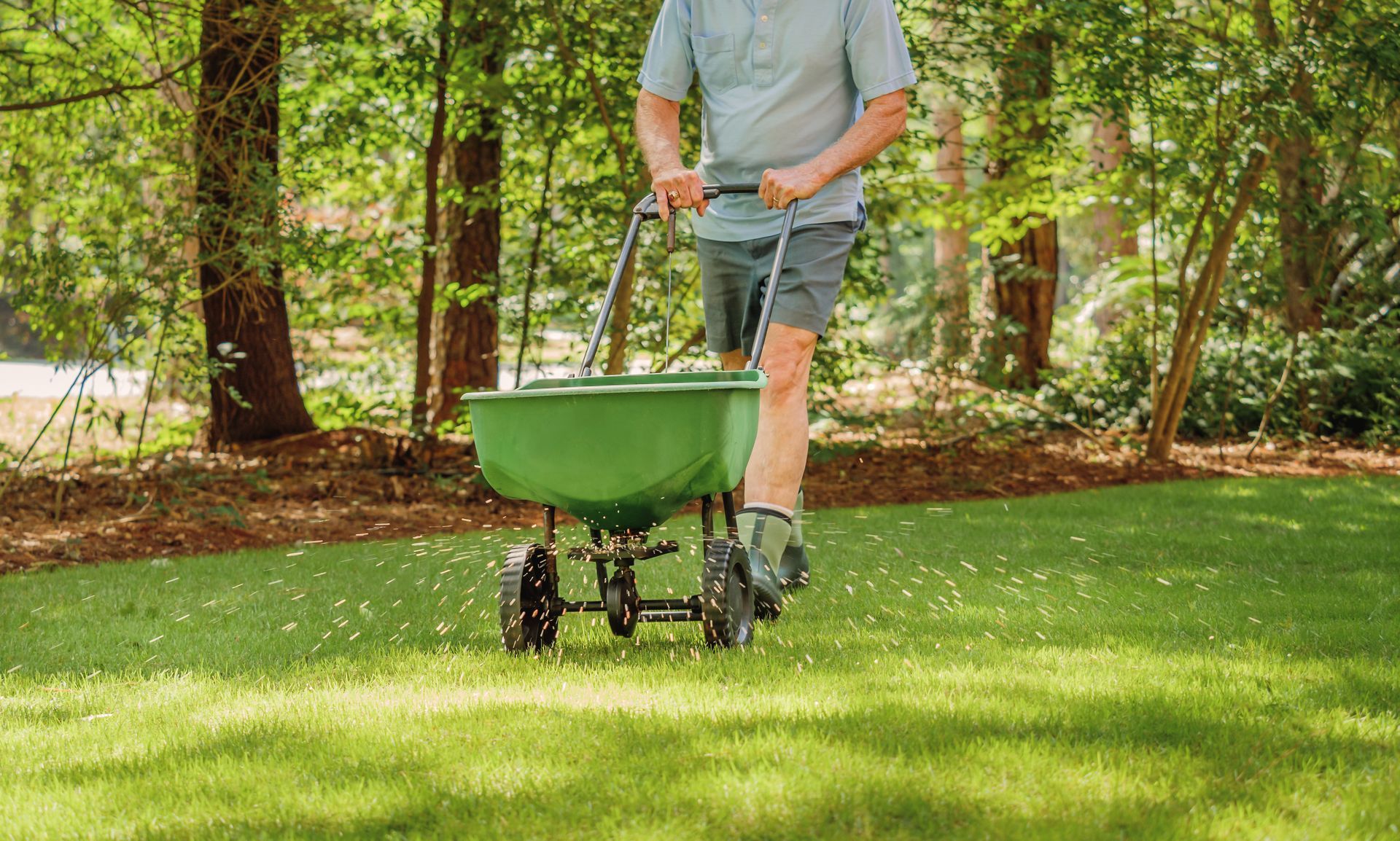 A man is spreading fertilizer on a lush green lawn with a wheelbarrow.