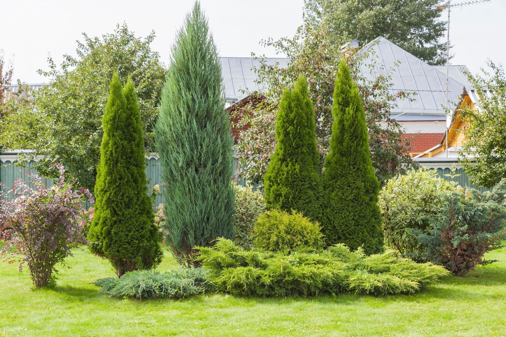 A row of trees in a garden with a house in the background.
