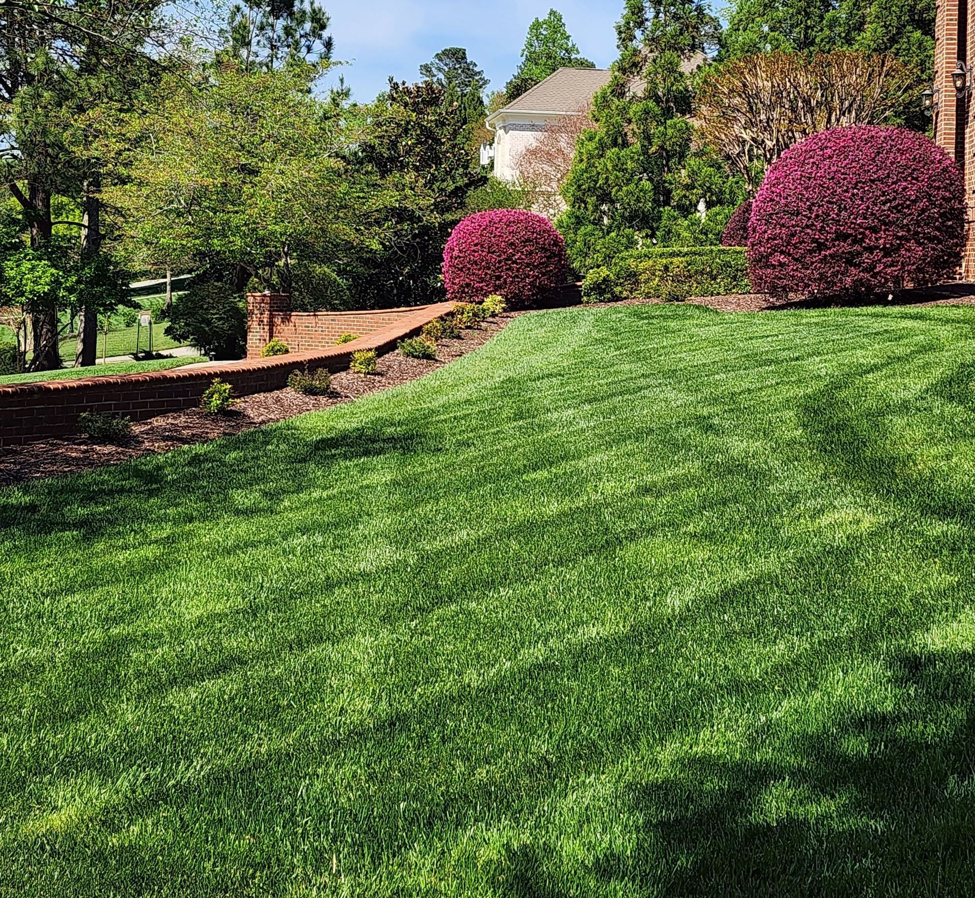 A lush green lawn with purple bushes in front of a house.