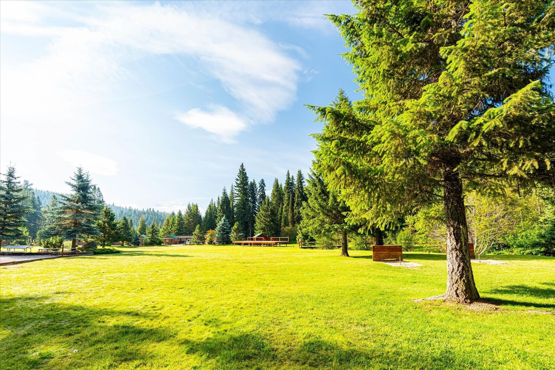 Sunny green park with trees, open grass, and a clear blue sky