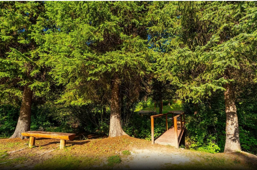 Wooded park with a wooden bench and a small bridge under tall green trees
