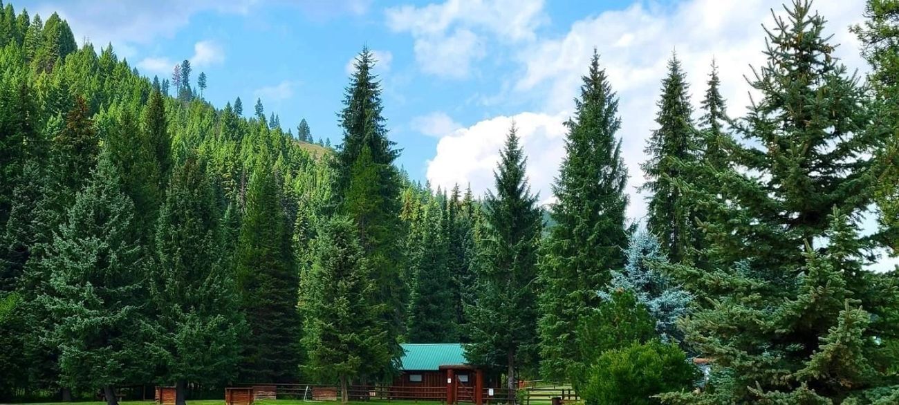 Dense evergreen forest with a small cabin beneath a bright blue sky and clouds