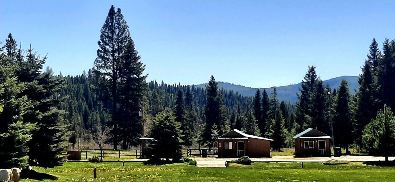 Forest cabins and tall pine trees under a bright blue sky in a mountain meadow