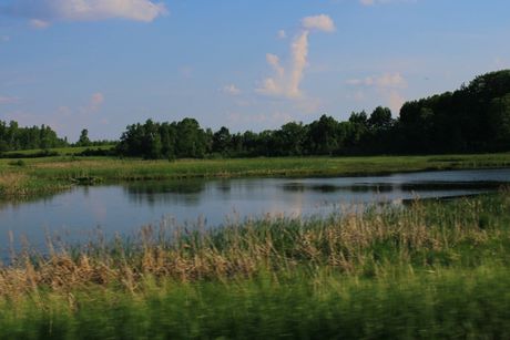 Calm pond with reeds and trees under a blue sky with clouds