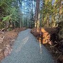 Gravel trail curving through a sunlit forest with tall trees and dirt embankments