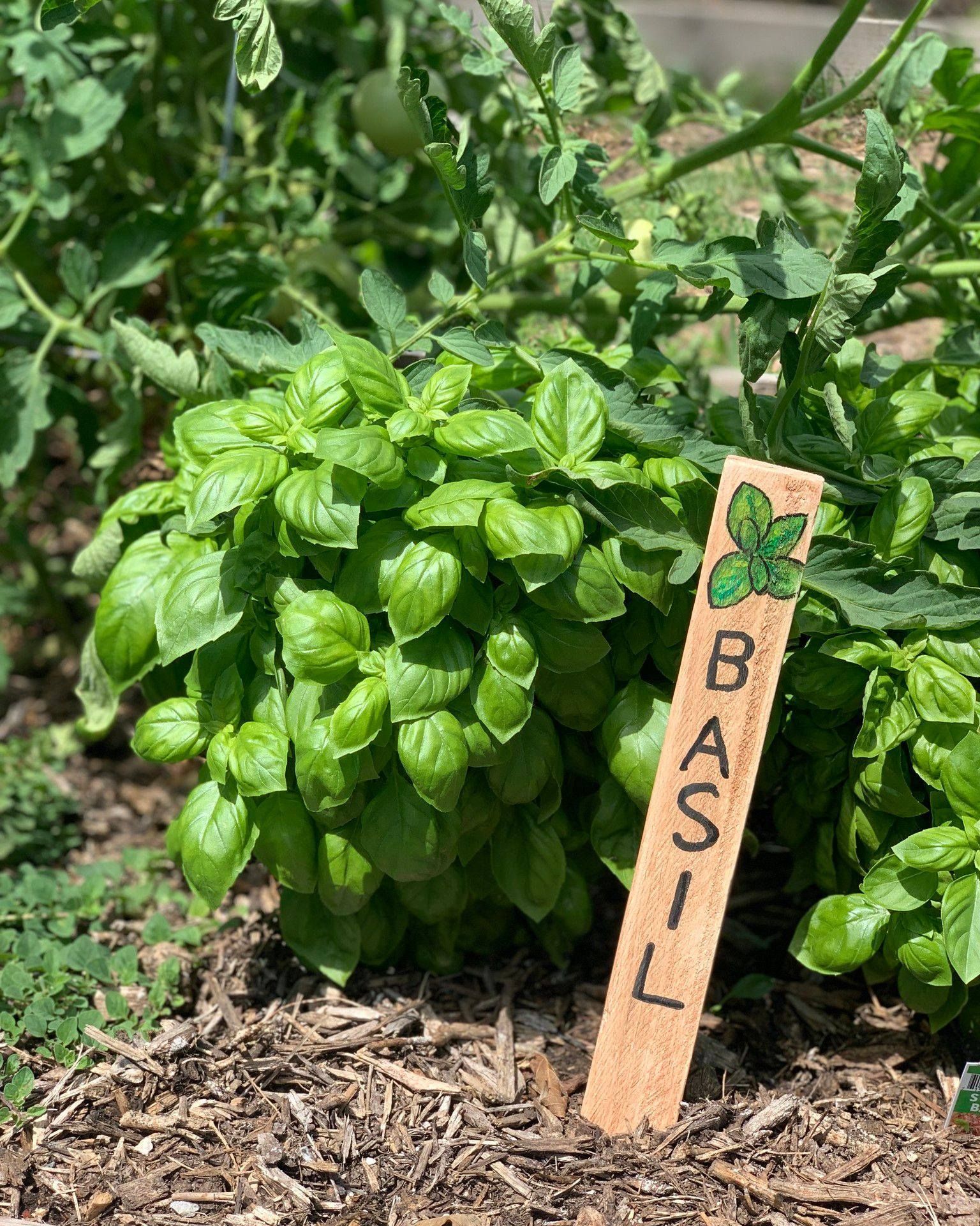 A lush green basil plant growing in a garden bed next to a wooden marker labeled