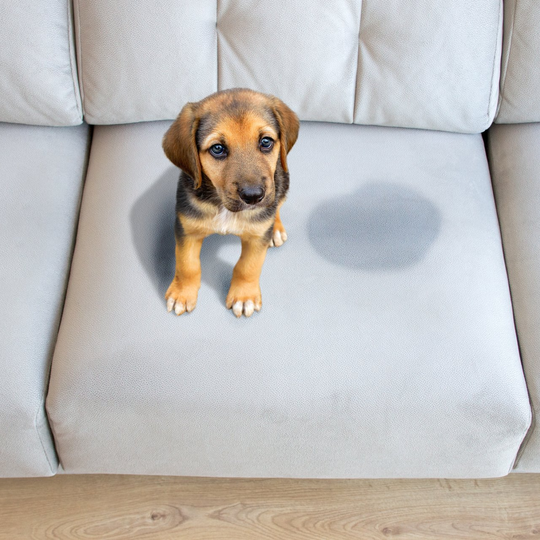 Dog On Sofa - Greenville, NC - Jansen Upholstery & Carpet Cleaning Dog On Sofa - Greenville, NC - Jansen Upholstery & Carpet Cleaning