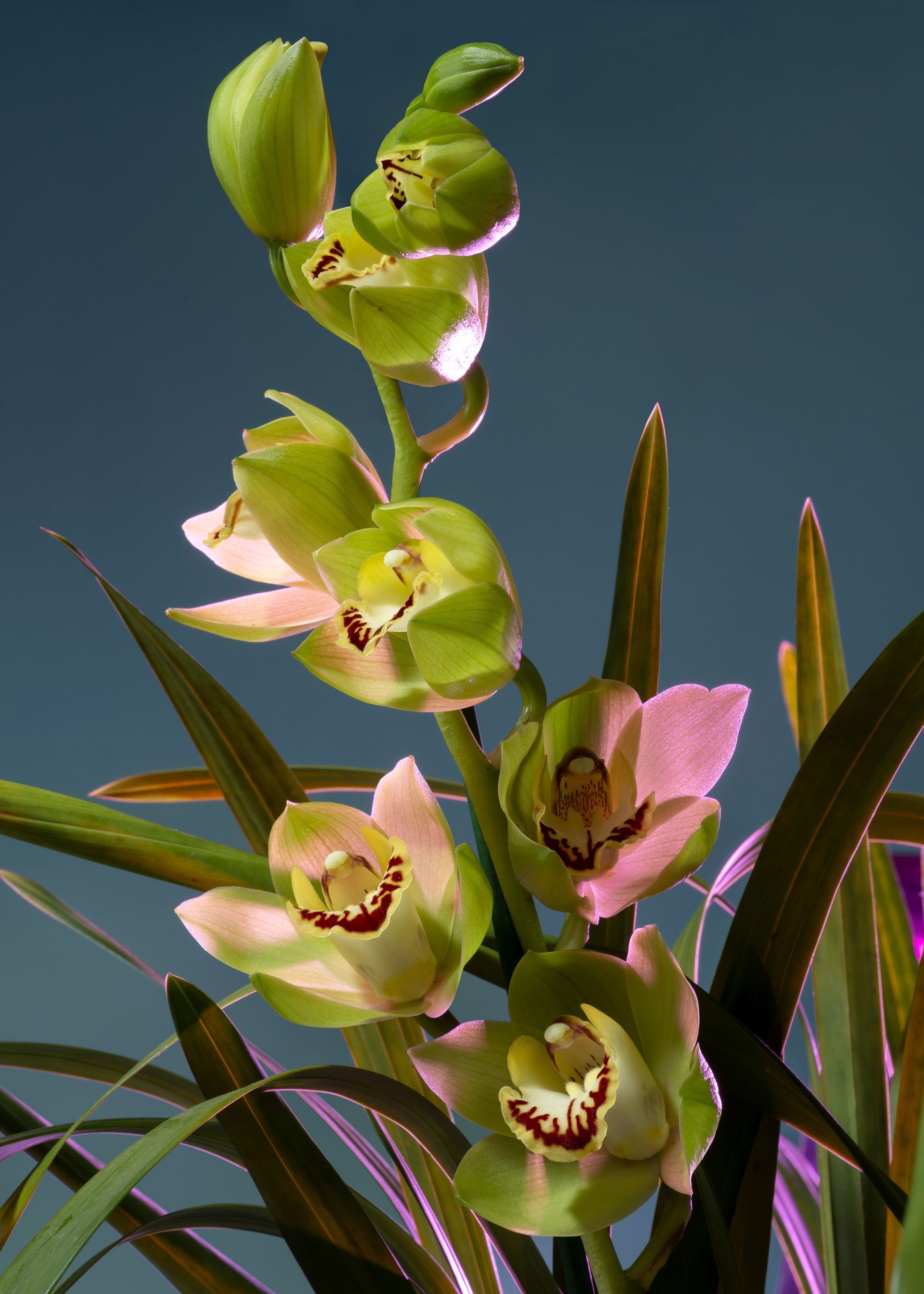 Uno stelo verticale di orchidea con numerosi fiori di colore verde pallido e rosa in piena fioritura, su uno sfondo blu scuro.