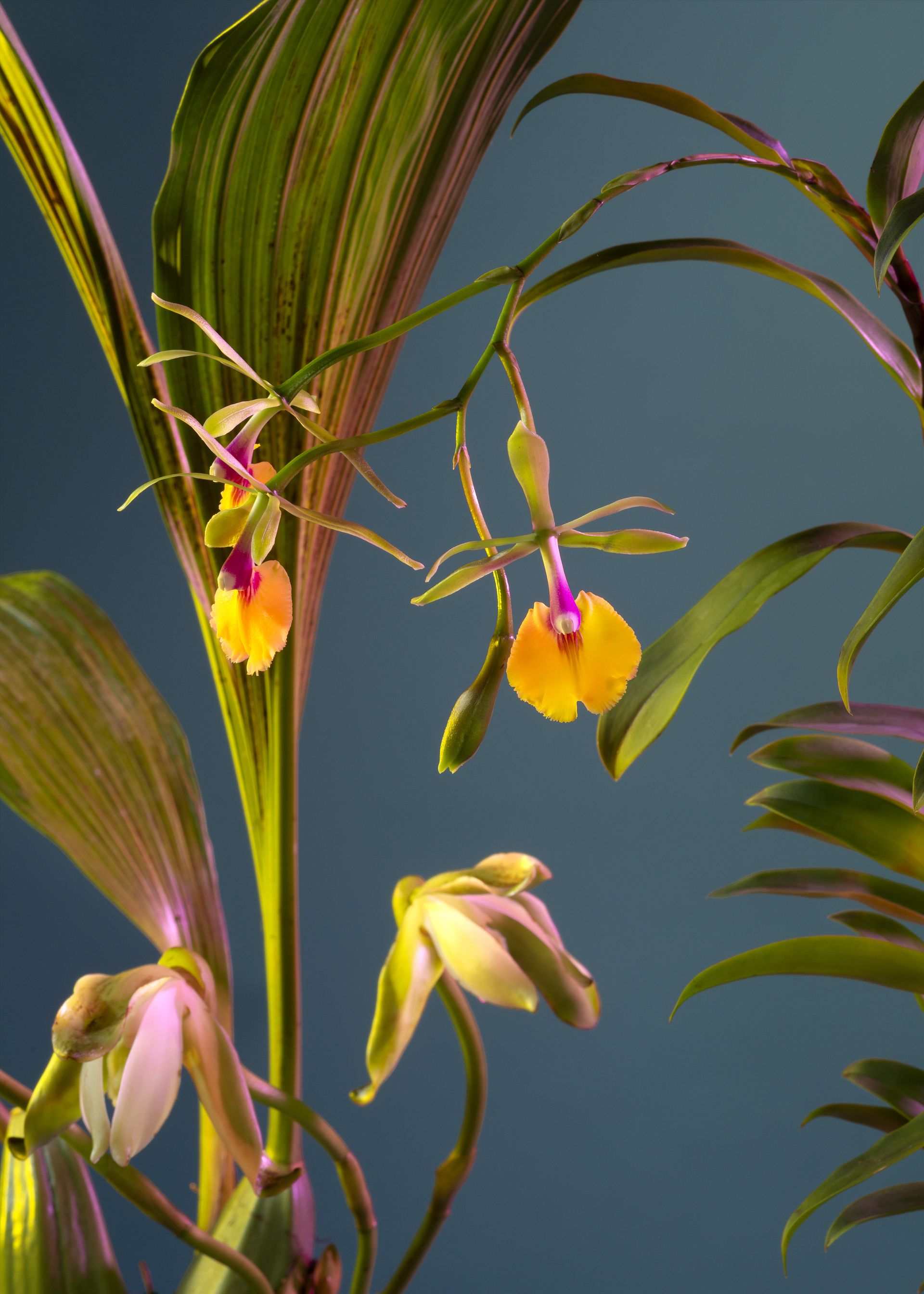 Orchidee con sottili foglie verdi e fiori gialli penduli con sfumature violacee su uno sfondo blu tenue.