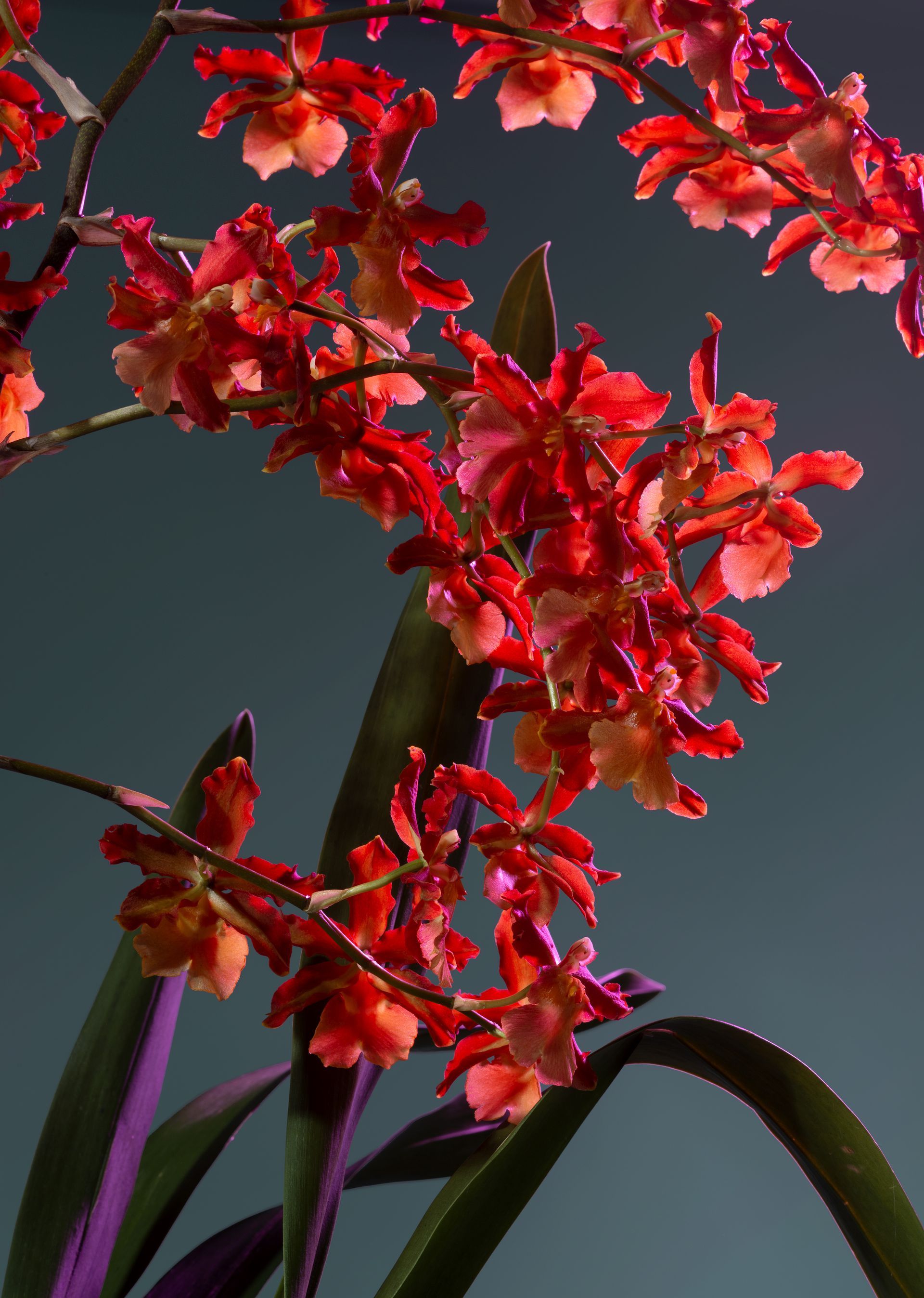 Fiori di orchidea rosso vivo e arancione su steli sottili, su uno sfondo scuro e tenue.