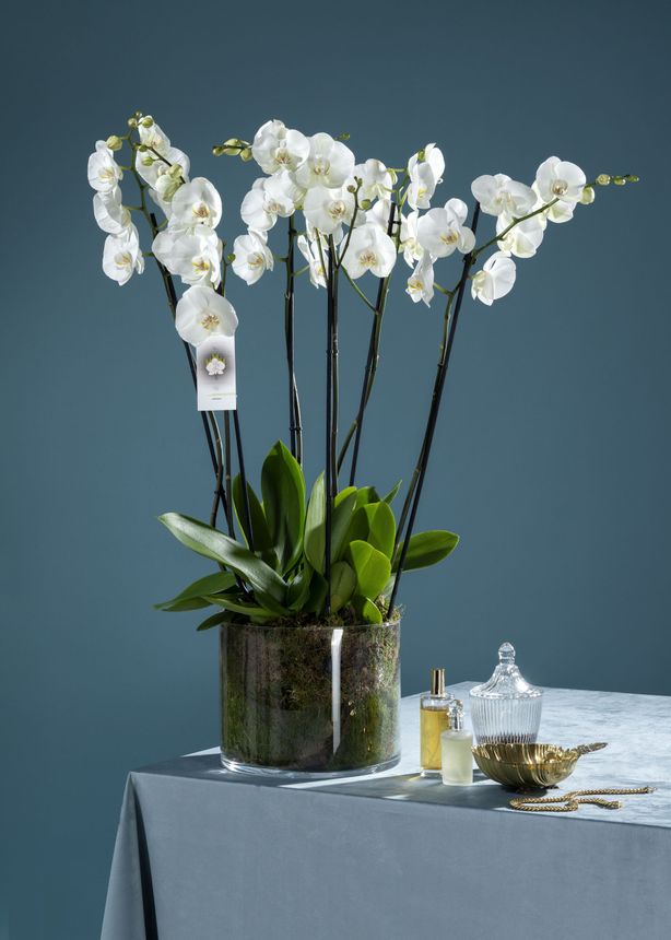 Orchidea bianca in vaso grigio su un tavolo di marmo in un soggiorno moderno.