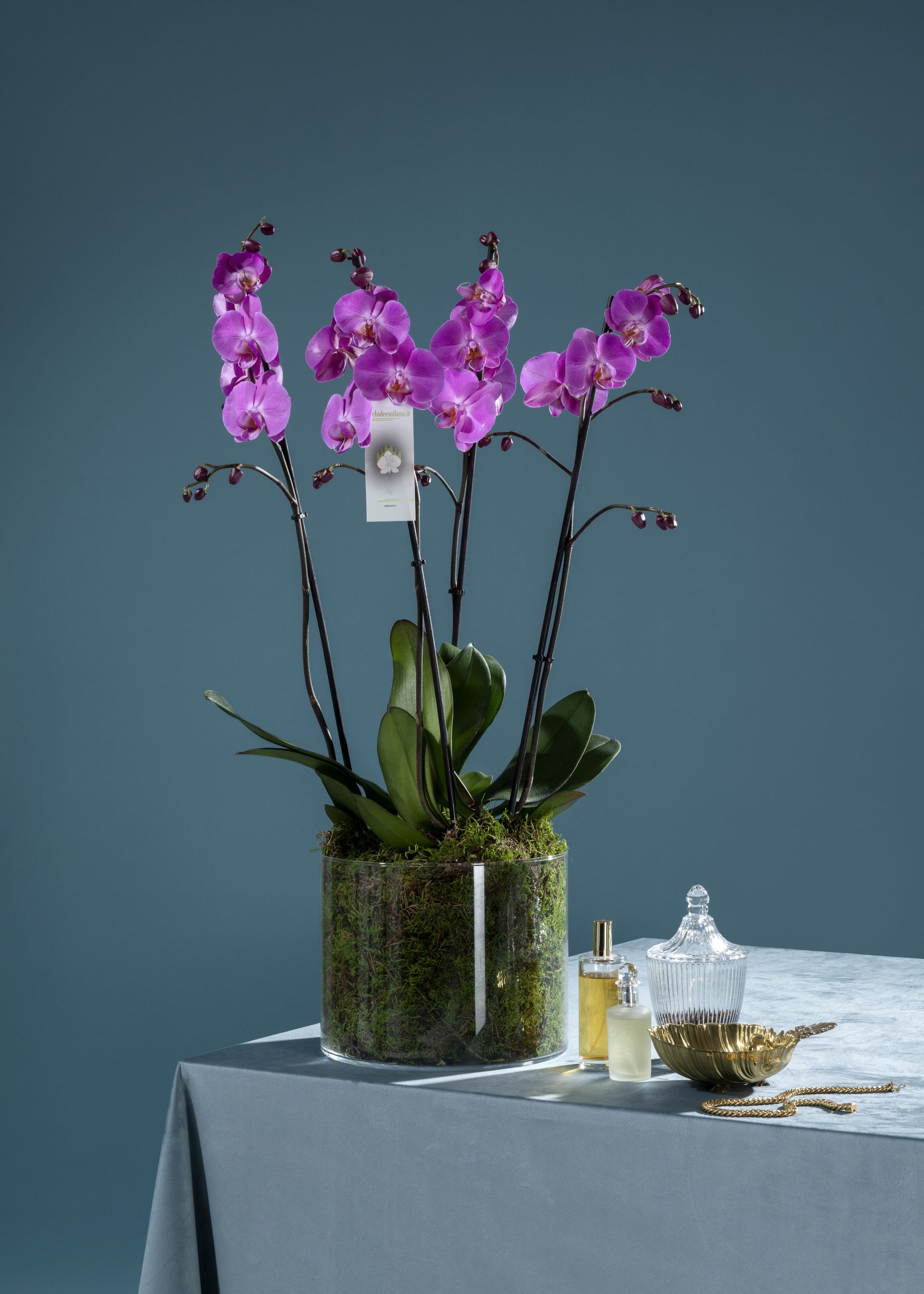 Una composizione di orchidee viola in vaso, in un vaso di vetro trasparente, su un tavolo grigio con piccoli accessori in vetro.