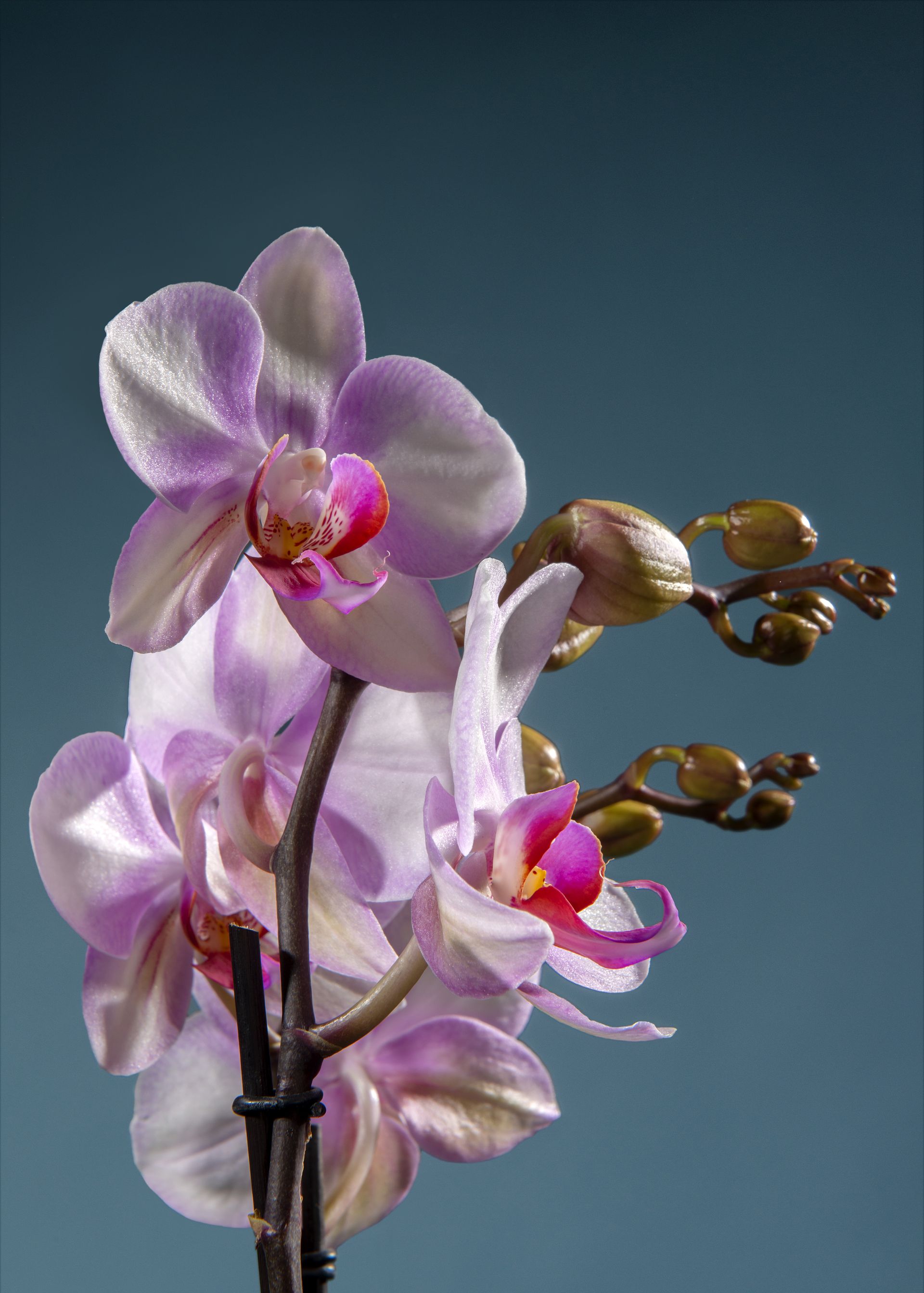 Primo piano di fiori di orchidea rosa e bianchi con boccioli su sfondo blu scuro