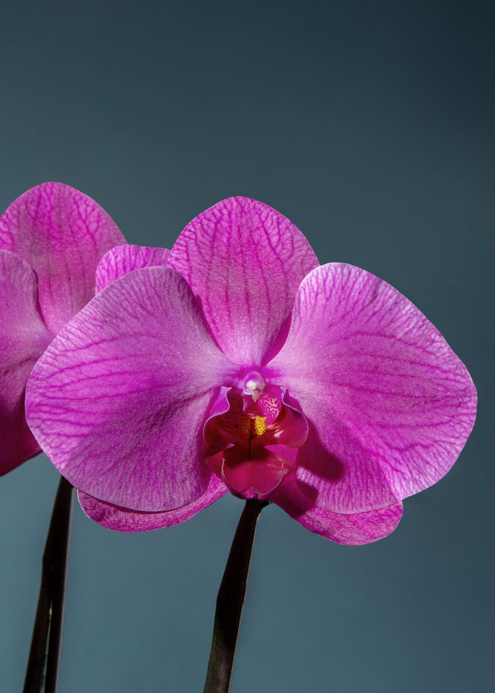 Un vibrante fiore di orchidea color magenta con un centro rosso intenso, su uno sfondo blu scuro e tenue.