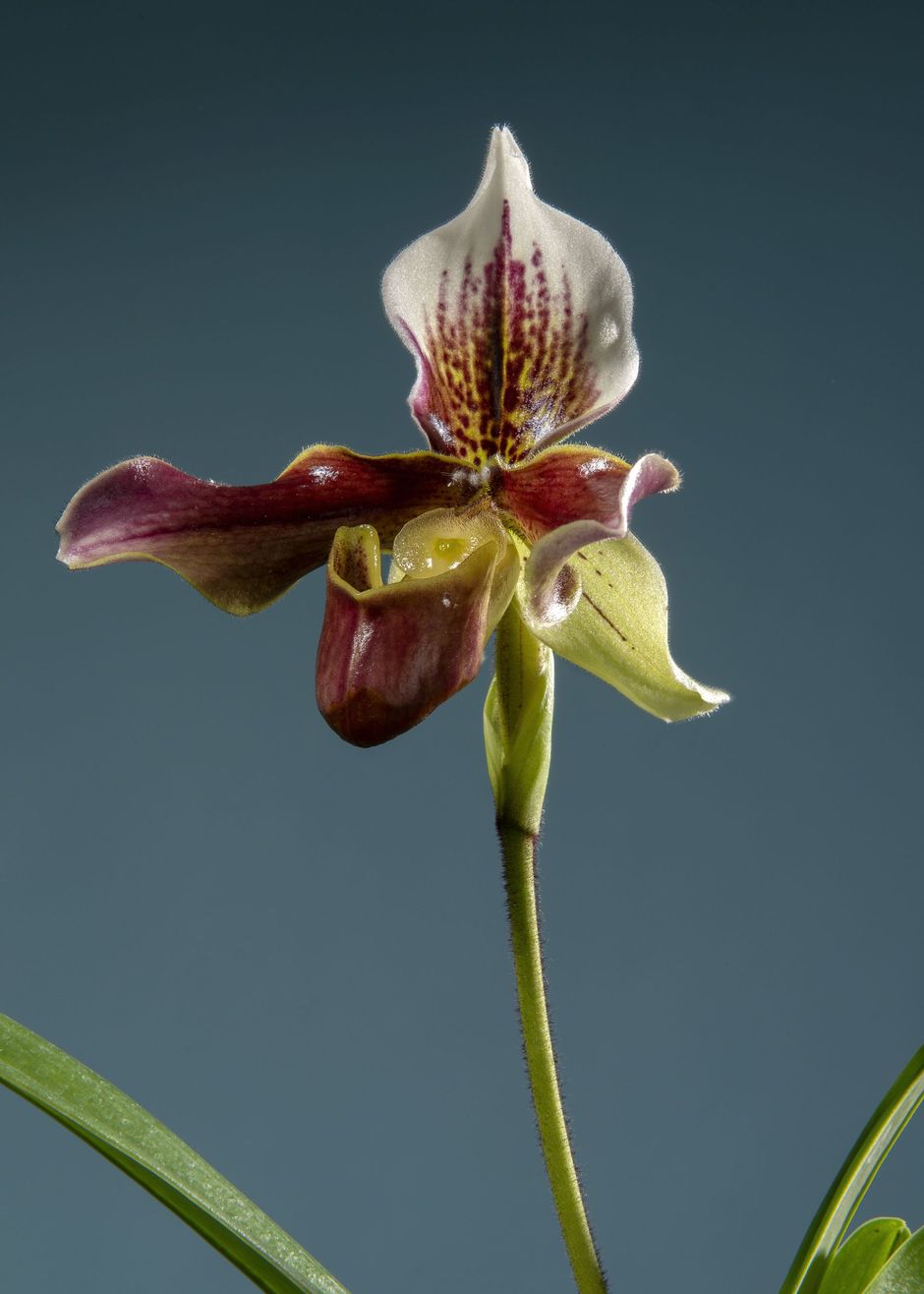 Un singolo fiore di orchidea con sepalo dorsale bianco striato di viola, petali viola scuro e un sacco arrotondato di colore bruno-rossastro.
