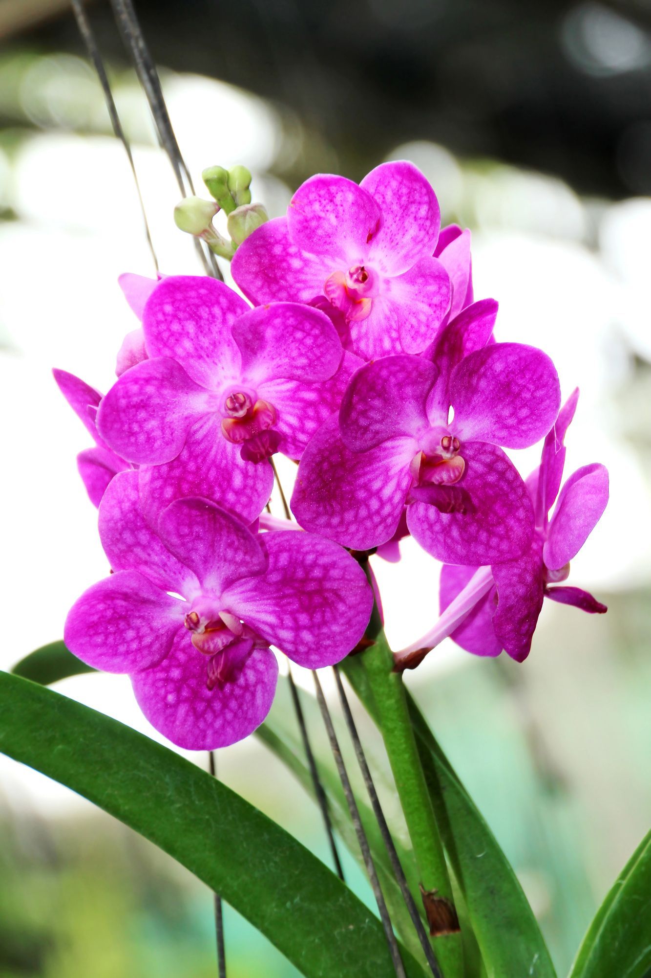 Fiori di orchidea rosa acceso che sbocciano su steli verdi, su uno sfondo sfocato.