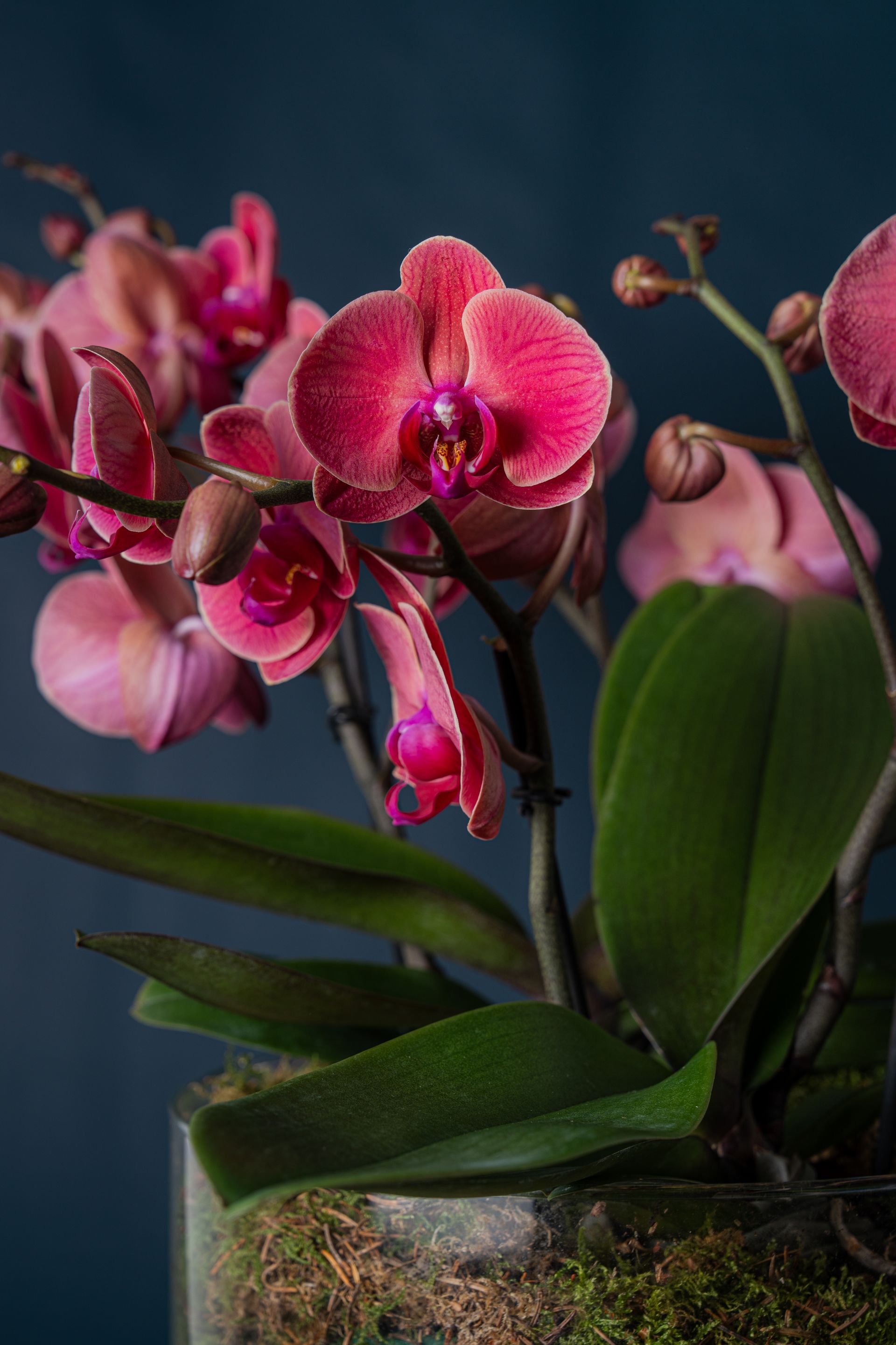 Fiori di orchidea rosa in un vaso di vetro su sfondo scuro