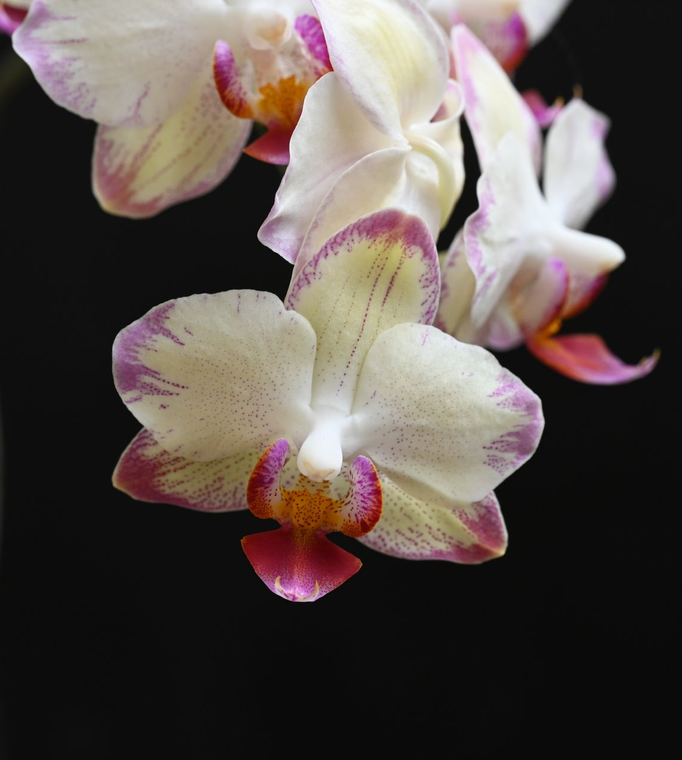 Primo piano di fiori di orchidea bianchi e rosa su sfondo scuro