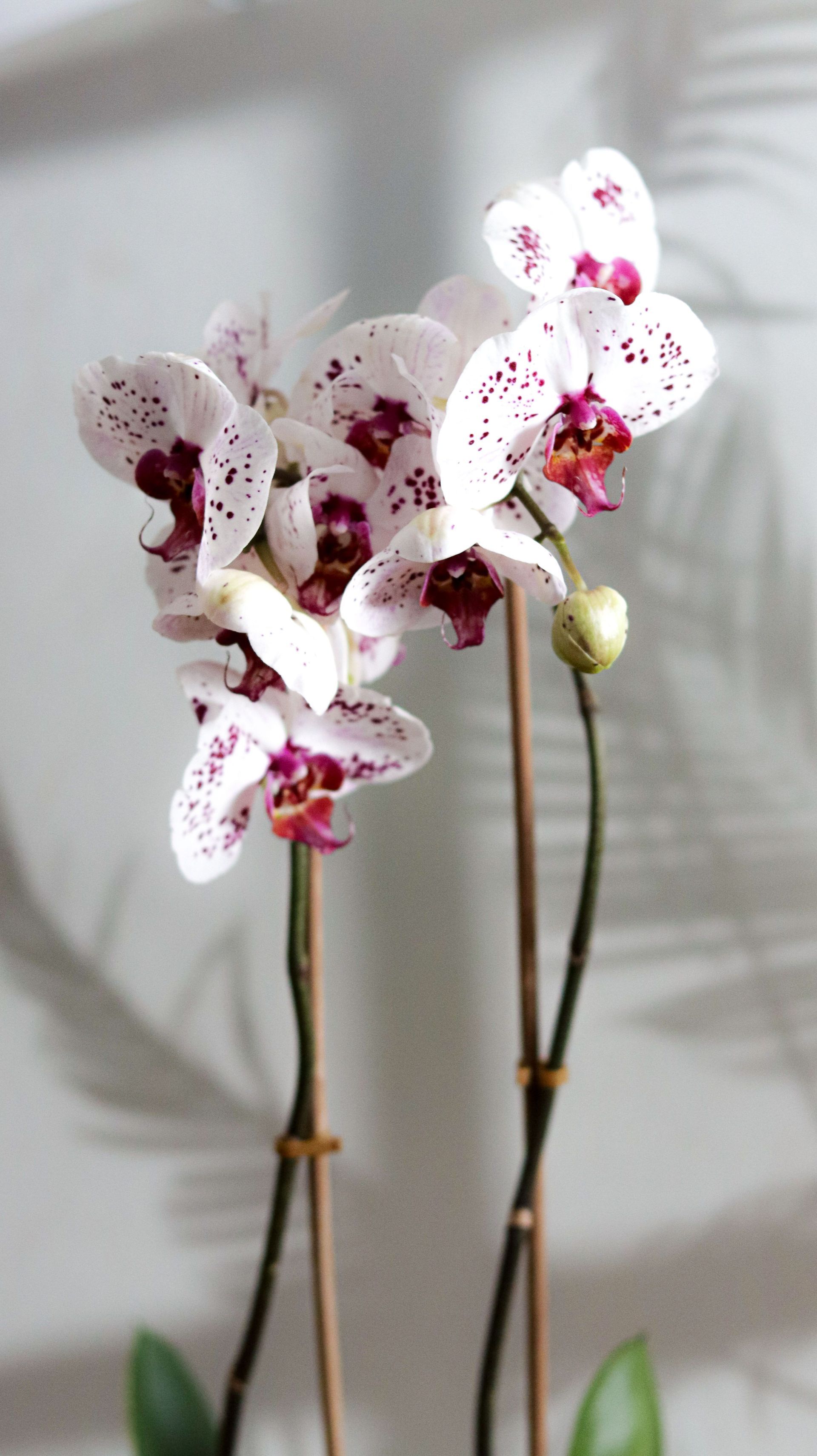 Due steli di orchidea bianca con punteggiature rosa e boccioli, su sfondo di una parete chiara.